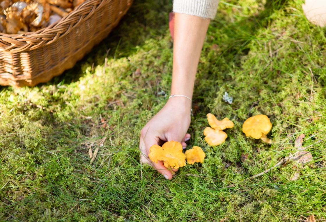 Woman picking chanterelles.